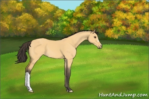 Horse Color:Buckskin Dun