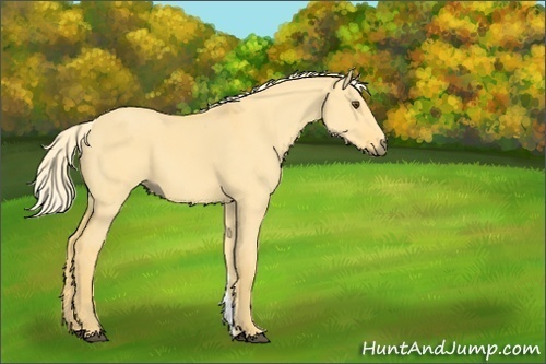 Horse Color:Palomino Dun