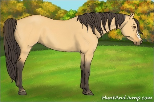 Horse Color:Buckskin Dun 