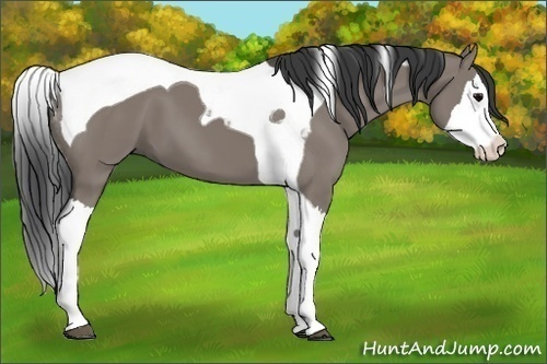 Horse Color:Grullo Splash Tobiano 