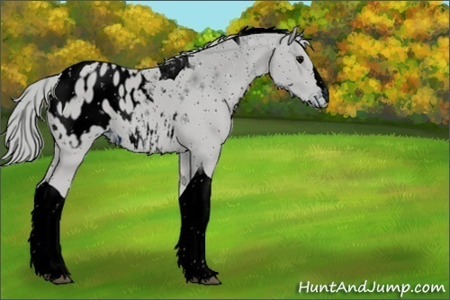Horse Color:ERROR: UNKNOWN ANOMALY