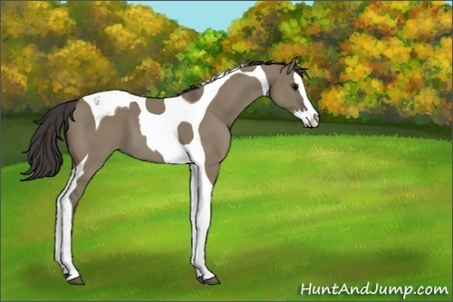 Horse Color:Smoky Grullo Splash Tobiano