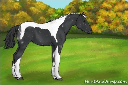 Horse Color:Unknown 