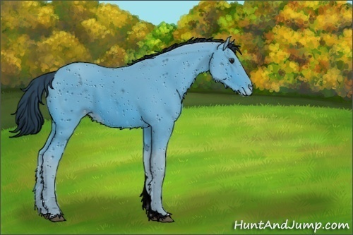 Horse Color:Unknown 