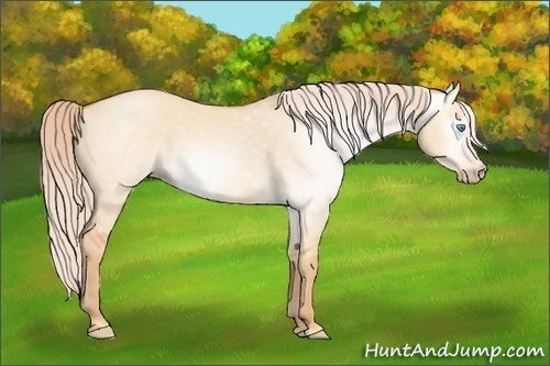 Horse Color:Gray Cremello Dun