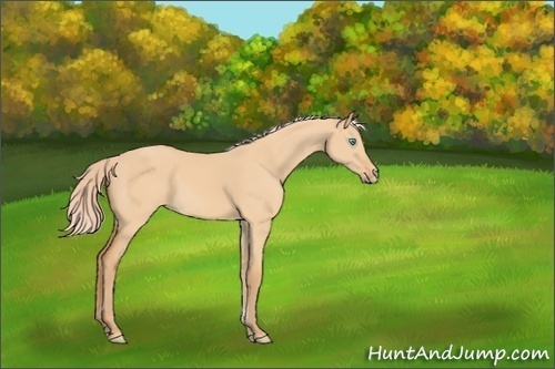 Horse Color:Gray Cremello Dun 