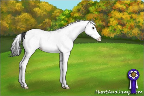 Horse Color:White Spotted Black Splash 