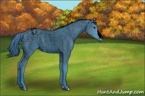 Horse Color:ERROR: UNKNOWN ANOMALY