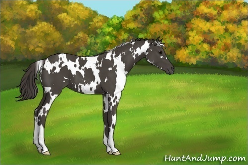 Horse Color:White Spotted Smoky Black