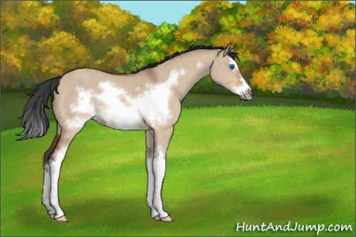 Horse Color:Bay Roan Dun Sabino Splash Frame Rabicano 
