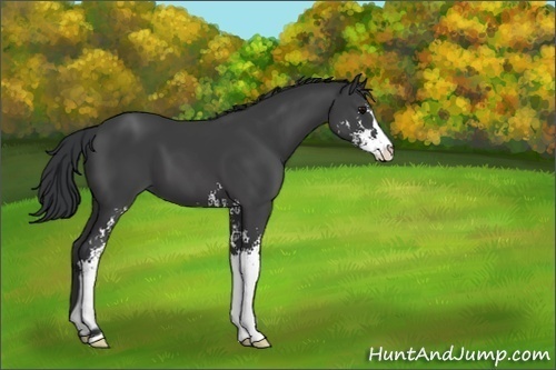 Horse Color:Black Sabino 