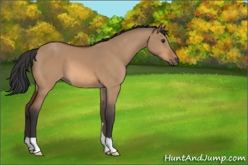 Horse Color:Bay Dun 