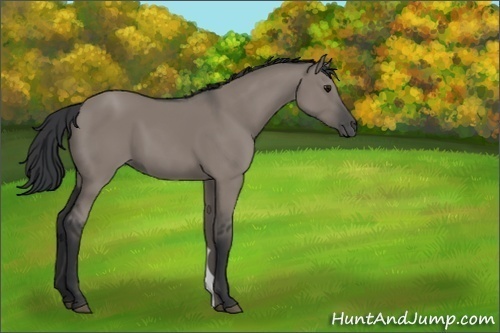 Horse Color:Grullo 