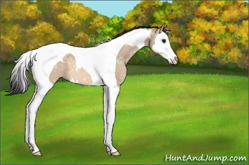 Horse Color:Bay Ice Dun Splash Tobiano