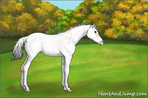 Horse Color:Bay Dun Sabino