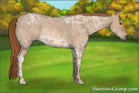 Horse Color:Red Dun Ice 