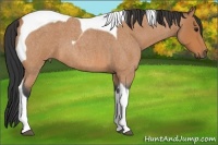 Horse Color:Bay Roan Tobiano 