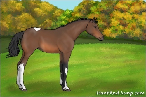 Horse Color:Bay Tobiano 