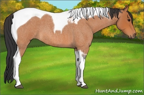 Horse Color:Bay Roan Tobiano