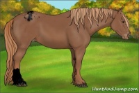 Horse Color:Void Chestnut Snowcap 