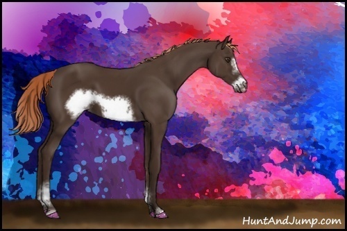 Horse Color:Liver Chestnut Sabino Frame 