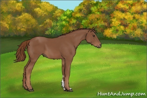 Horse Color:Unknown 