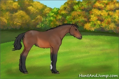 Horse Color:Unknown 
