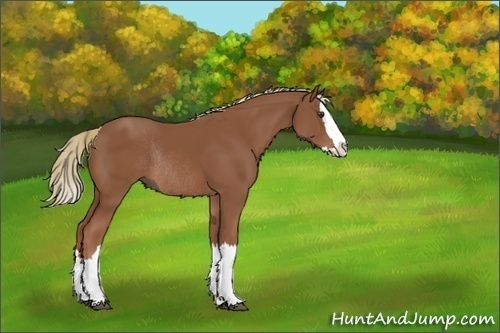 Horse Color:Unknown 