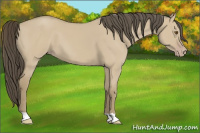 Horse Color:Classic Cream Champagne Dun 