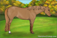 Horse Color:Gray Red Dun