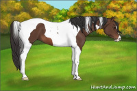 Horse Color:Bay Tobiano
