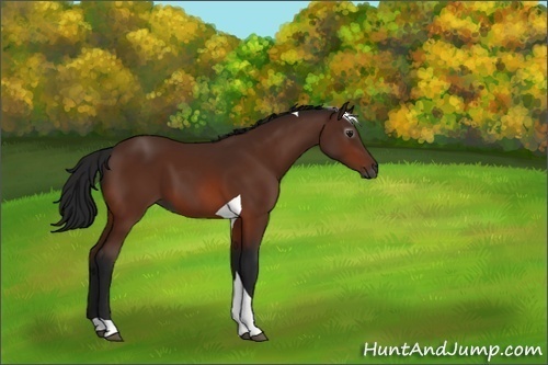 Horse Color:Gray Bay Tobiano