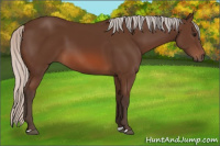 Horse Color:Silver Bay 