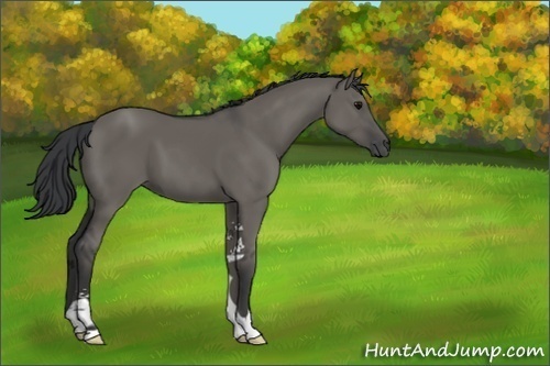 Horse Color:Unknown 