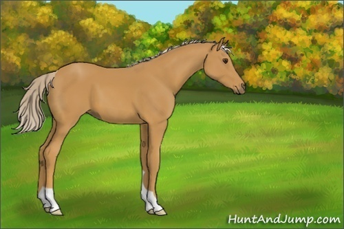 Horse Color:Unknown 