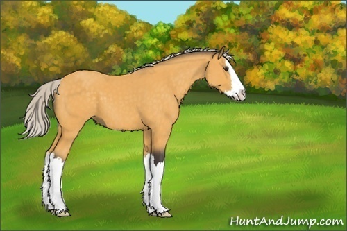 Horse Color:Unknown 