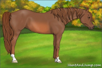 Horse Color:Liver Chestnut 