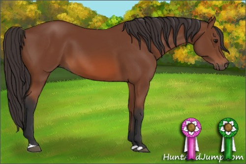 Horse Color: Bay 