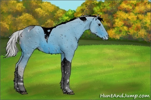 Horse Color:Unknown 