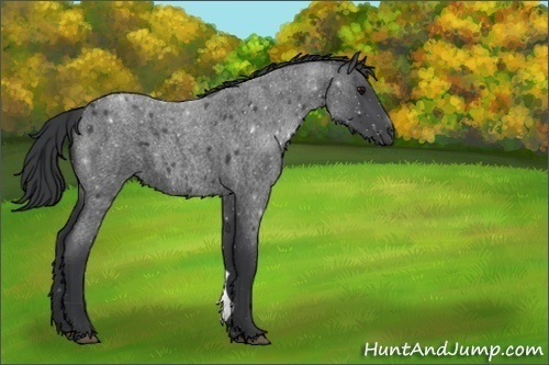 Horse Color:Unknown 