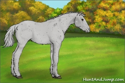 Horse Color:Unknown 