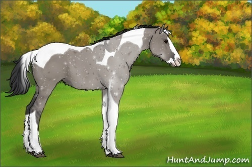 Horse Color:Unknown 