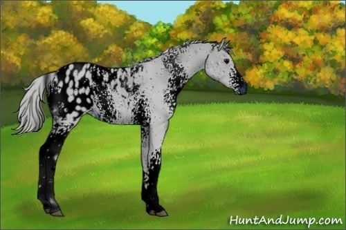 Horse Color:ERROR: UNKNOWN ANOMALY