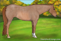 Horse Color:Red Roan 