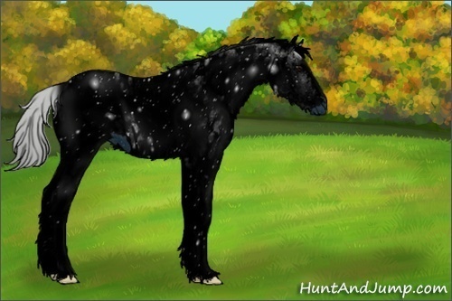 Horse Color:ERROR: UNKNOWN ANOMALY