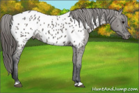 Horse Color:Grullo Appaloosa 