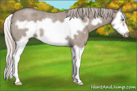 Horse Color:Silver Grullo Roan Splash Frame 