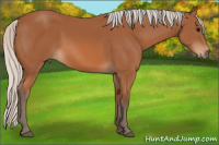 Horse Color:Silver Bay 