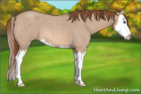 Horse Color:Red Dun Roan Splash 