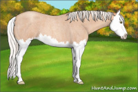 Horse Color:Silver Amber Champagne Roan Splash 